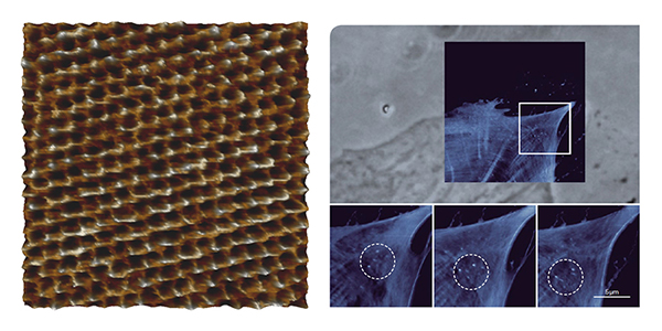 AFM Nano 案例合1.jpeg